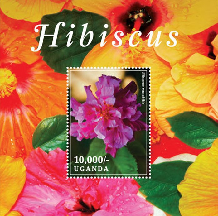 Hibiscus mutabilis