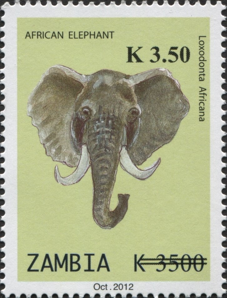 African Elephant (Loxodonta africana)