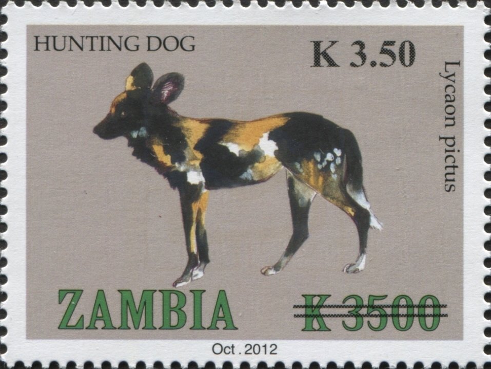 African Hunting Dog (Lycaon pictus)