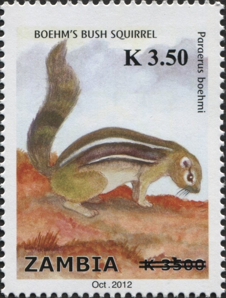 Boehm's Bush Squirrel (Paraxerus boehmi) 