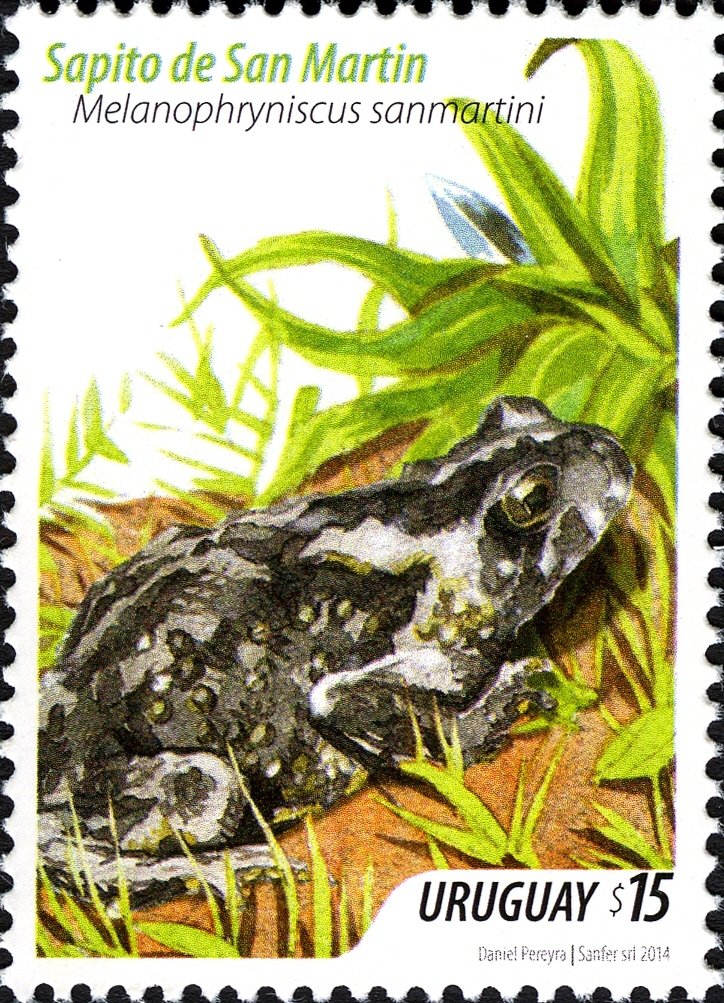 San Martin Redbelly Toad (Melanophryniscus sanmartini)