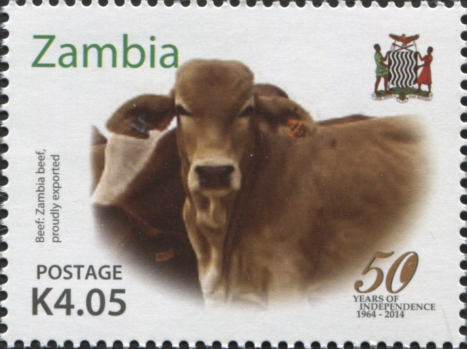 Cattle (Bos primigenius taurus)