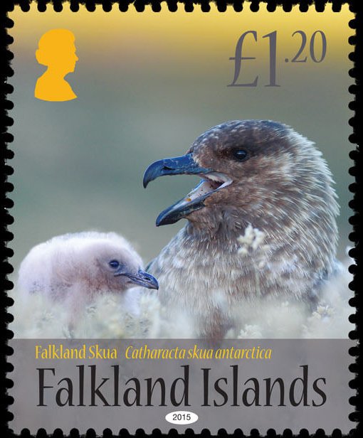 Catharacta skua antarctica