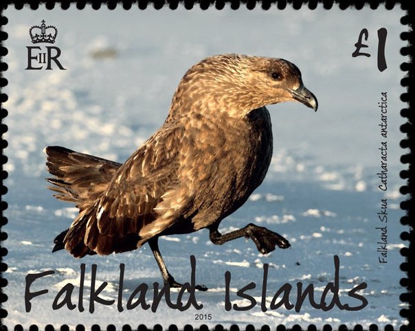 Catharacta antarctica