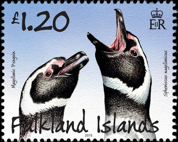 Spheniscus magellanicus