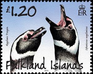 Stamp, Spheniscus magellanicus, Falkland Islands,  