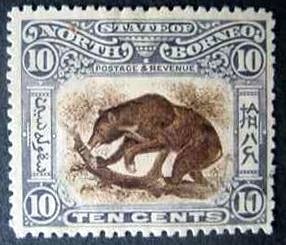 Sun Bear (Ursus malayanus)
