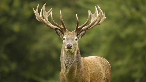 Deer
