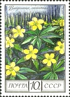 Anemone ranunculoides
