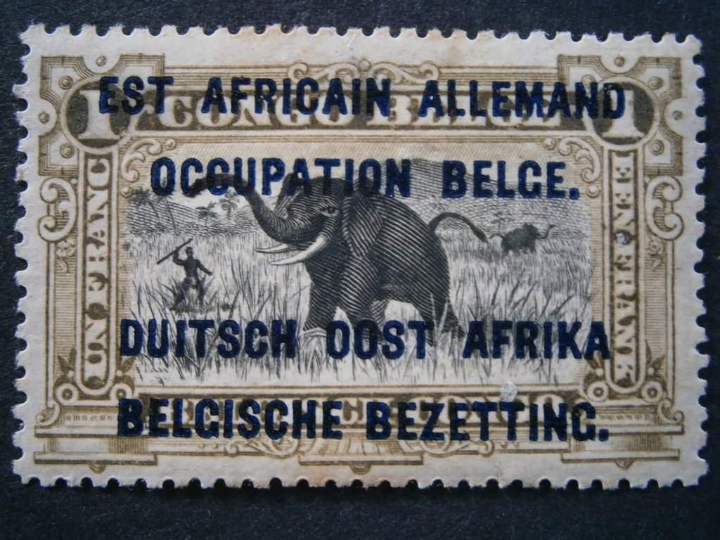 African Elephant (Loxodonta africana)