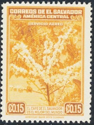 Flowering coffee tree
