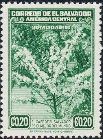 Flowering coffee tree
