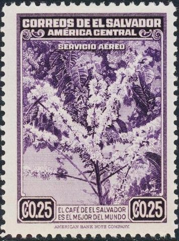Flowering coffee tree
