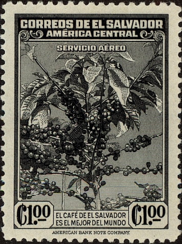Fruiting coffee tree