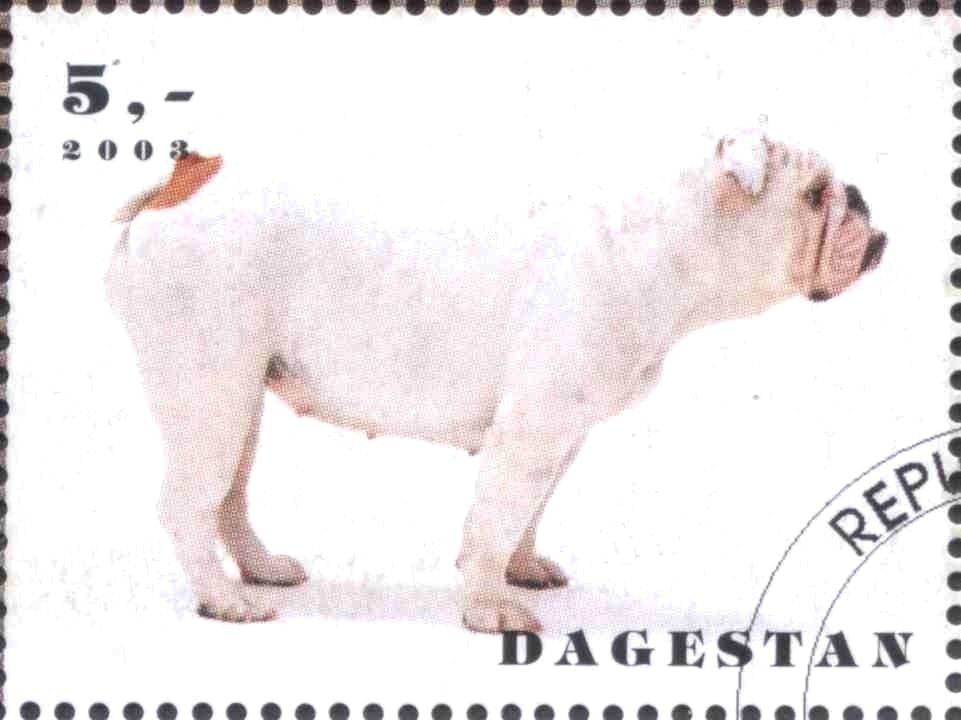 Dogs