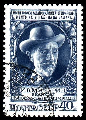 Ivan Michurin (1855-1935), Russian botanist and selectionist