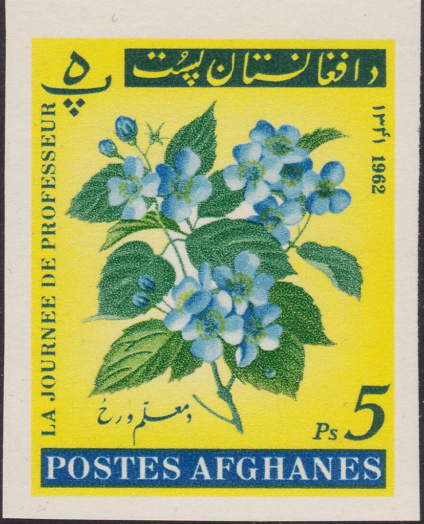 Blossom