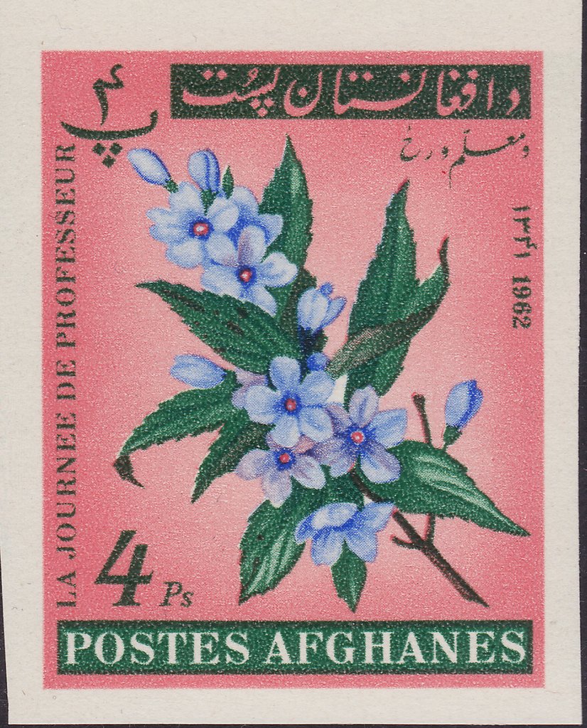 Blossom
