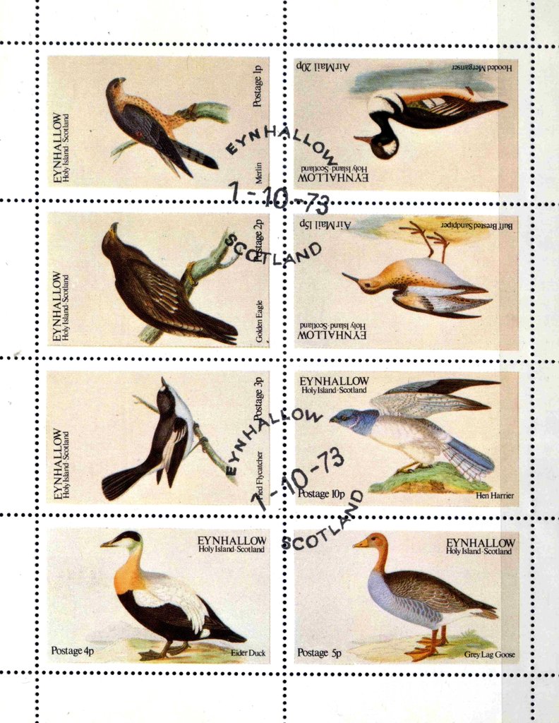 Birds