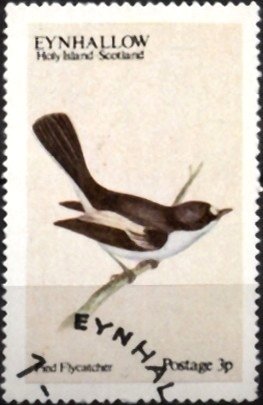 Pied Flycatcher