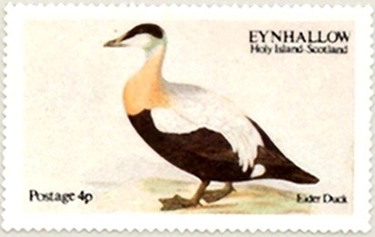 Eider Duck