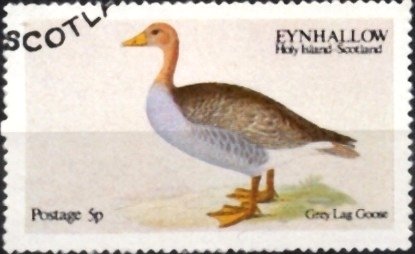 Stamp, Grey Lag Goose, Cinderellas,  , Birds