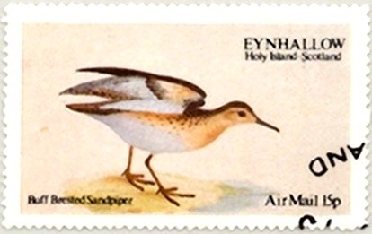 Stamp, Buff Brested Sadpiper, Cinderellas,  , Birds