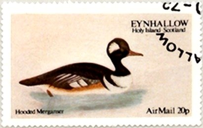 Hooded Merganser