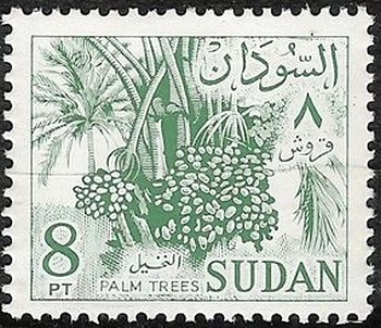 Date-palm-Phoenix-dactylifera