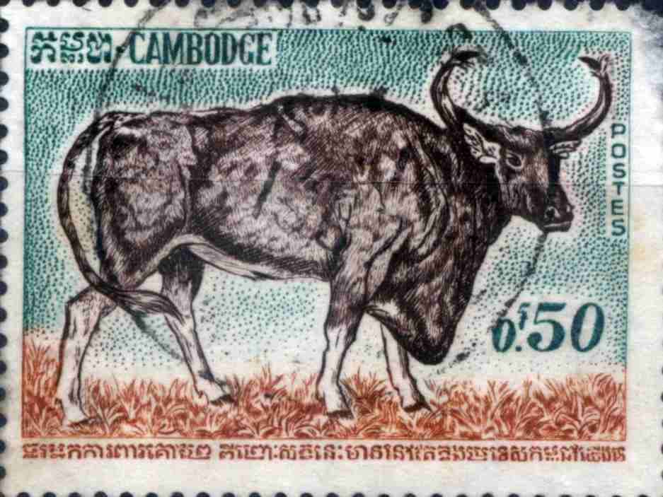 Bos sauveli