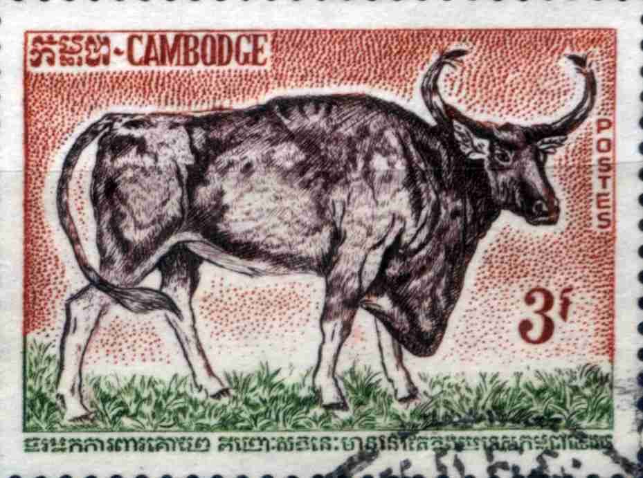 Bos sauveli
