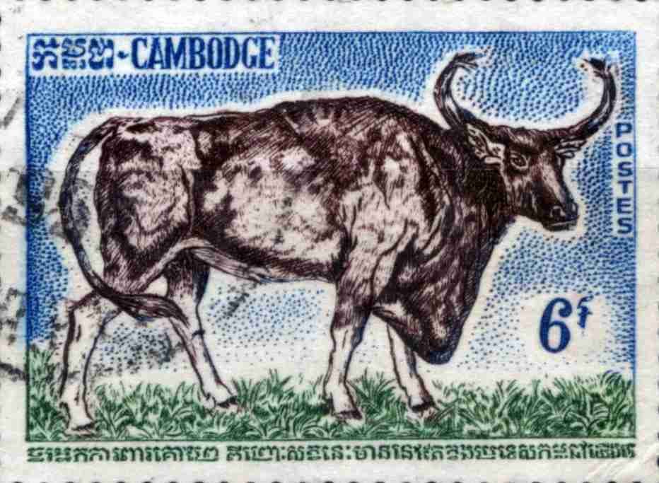Bos sauveli