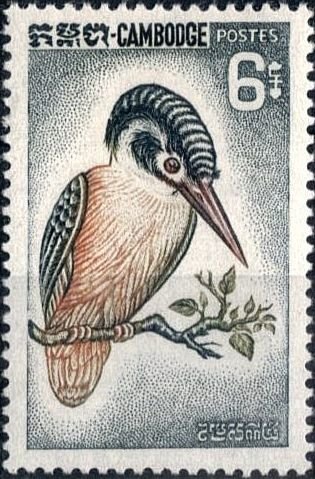 Alcedo atthis
