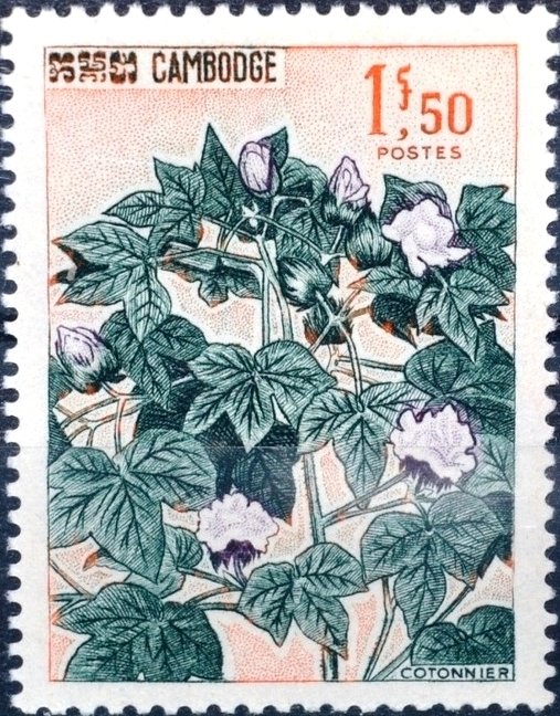 Gossypium sp.