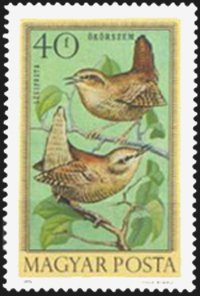 Eurasian Wren (Troglodytes troglodytes)