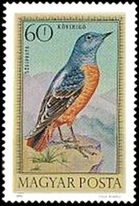 Common Rock Thrush (Monticola saxatilis)