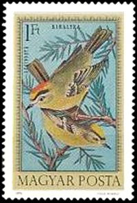 Common Firecrest (Regulus ignicapilla)
