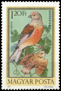 Common Linnet (Linaria cannabina)