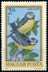 Eurasian Blue Tit (Cyanistes caeruleus)