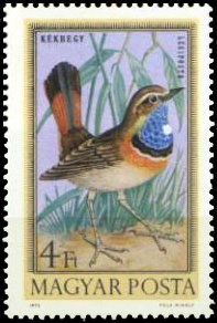 White-spotted Bluethroat (Luscinia svecica cyanecula)