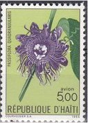 Passiflora quadrangularis