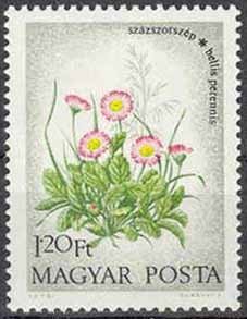 English daisies - Bellis perennis