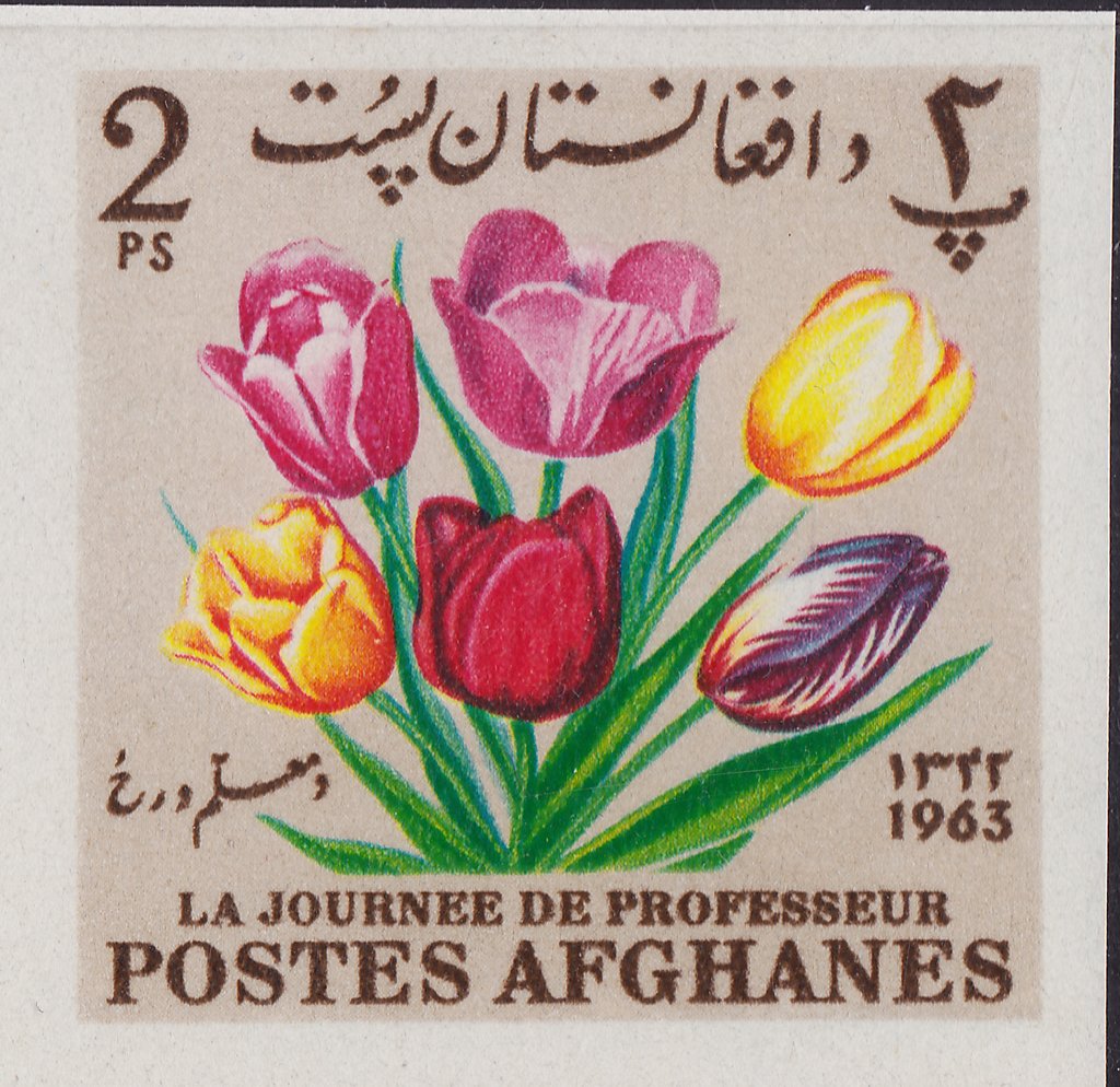 Tulips