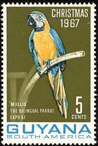 Stamp, Blue-and-yellow Macaw    (Ara ararauna), Guyana,  , Animals (Fauna), Birds, Parrots