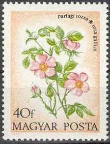 Provence roses - Rosa gallica