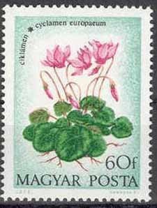 Cyclamen