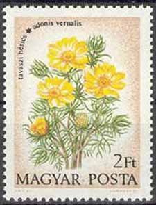 Buttercups - Adonis vernalis