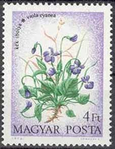 Violets
