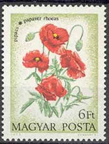 Poppies