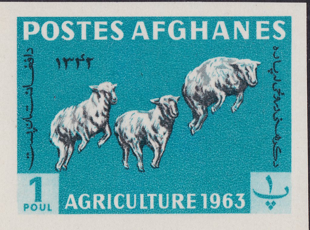 Karakul Sheep (Ovis ammon aries)